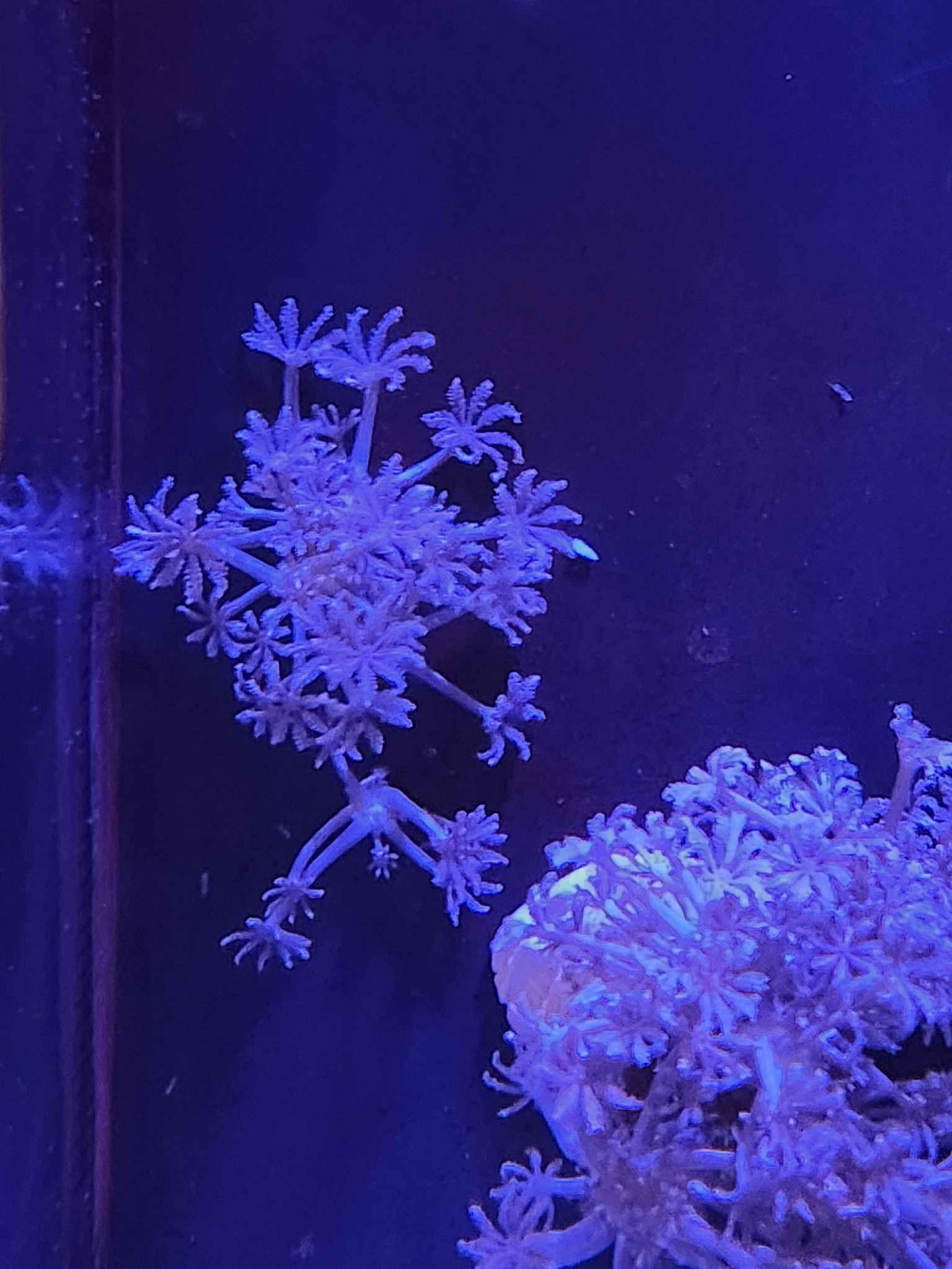 Hi guys wondering if anyone can tell my why my xenia is looking