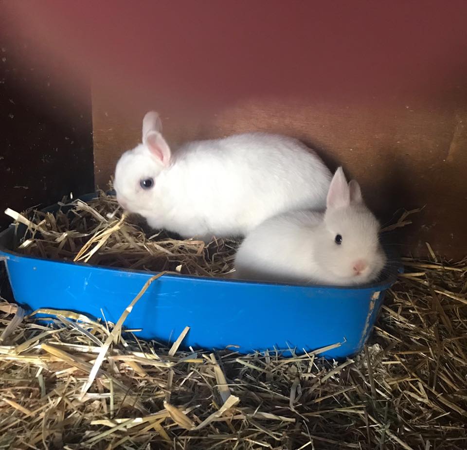The Nethy Shed - Netherland Dwarf Rabbits Cornwall.