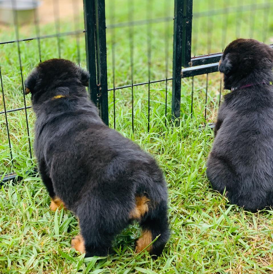ValleyBob Rottweilers
