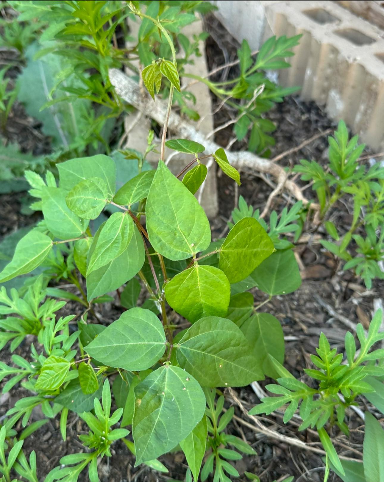 Can anyone please help me identify it? I found it in backyard