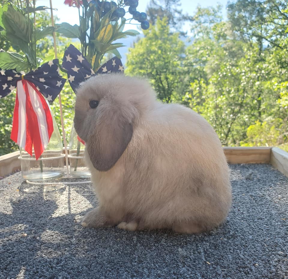 Top Hops Rabbitry