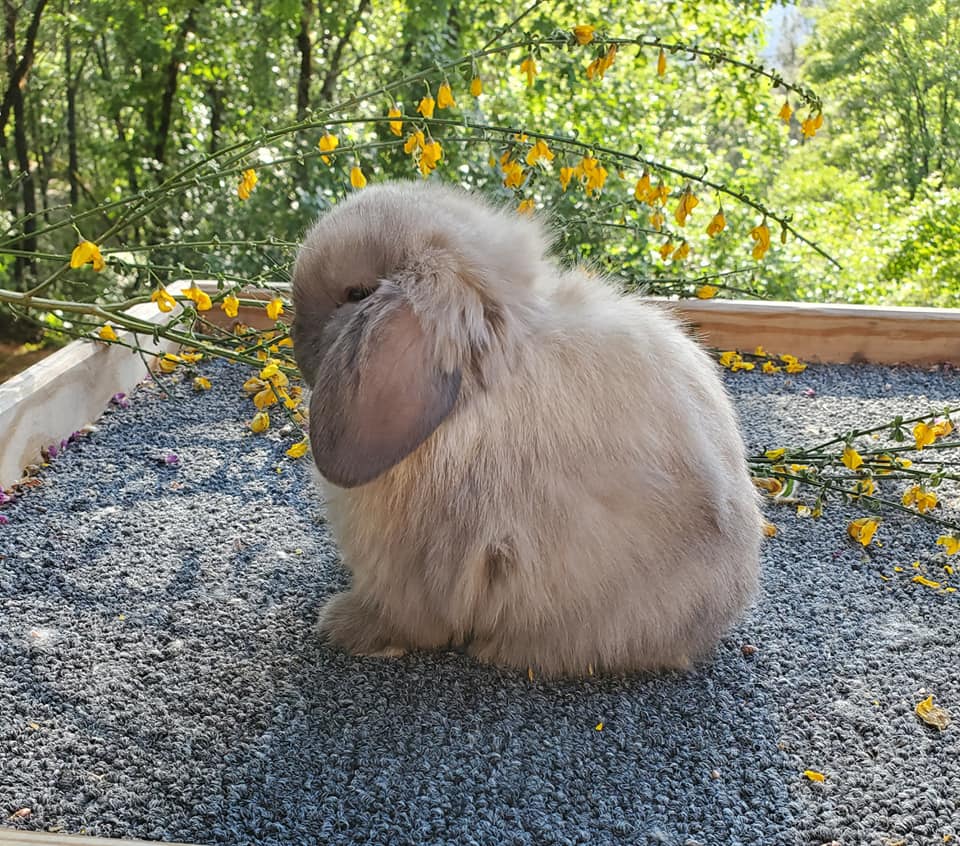 Top Hops Rabbitry