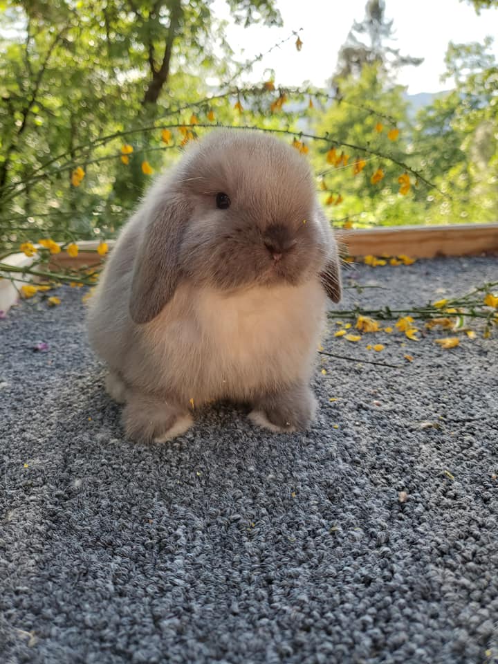 Top Hops Rabbitry