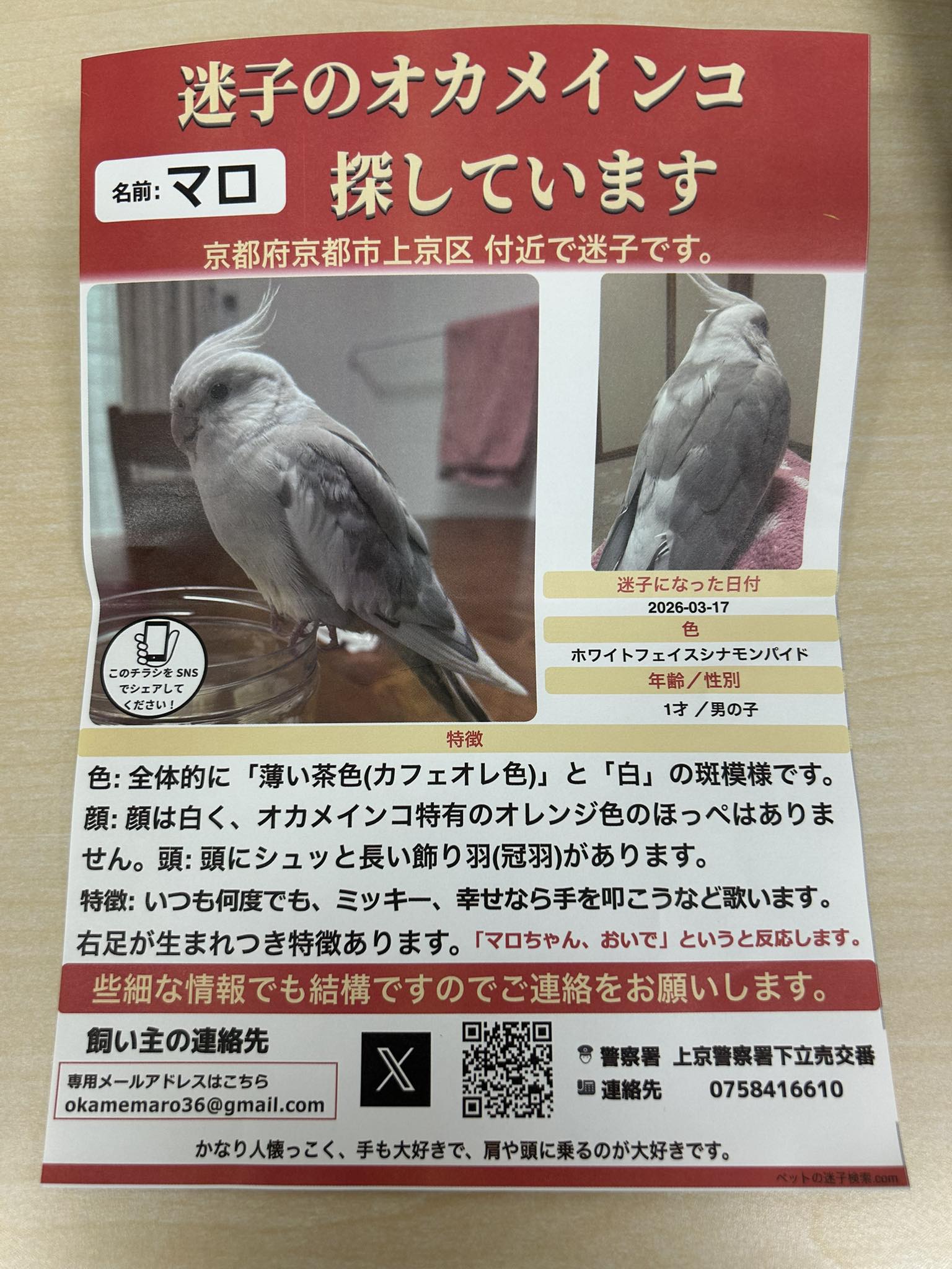 鳥の保護情報】 飼い鳥迷子の全国街角インコ迷子捜索&保護&目撃収集 
