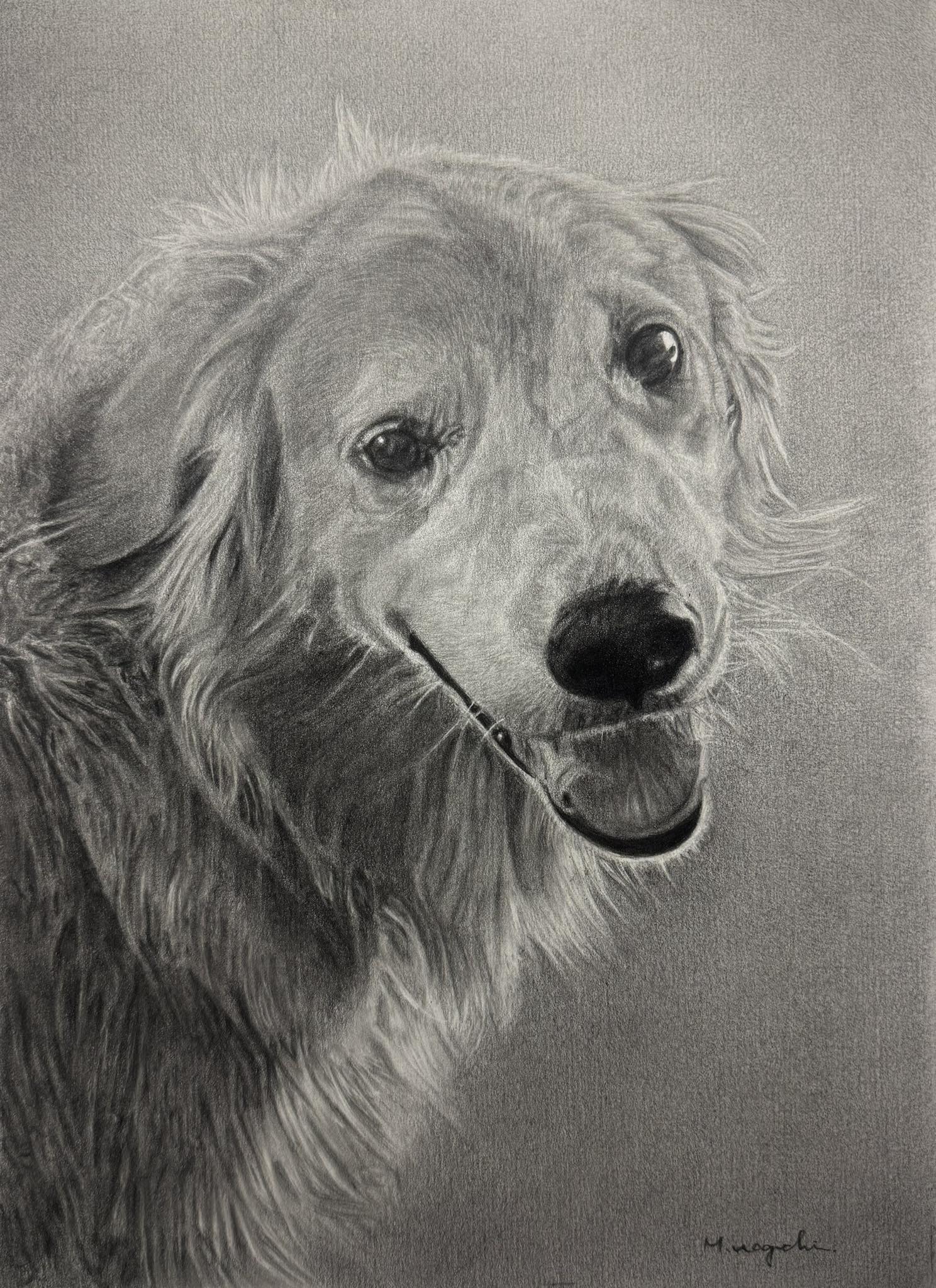 【鉛筆画・オーダー品】タケミっちページ 鉛筆画です。 #ゴールデンレトリーバー #鉛筆画 #pencildrawing
