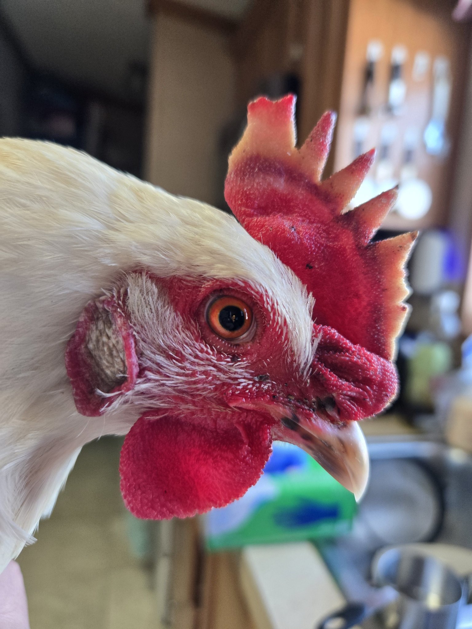 Everything Backyard Chicken! | I read somewhere to put coconut oil on ...