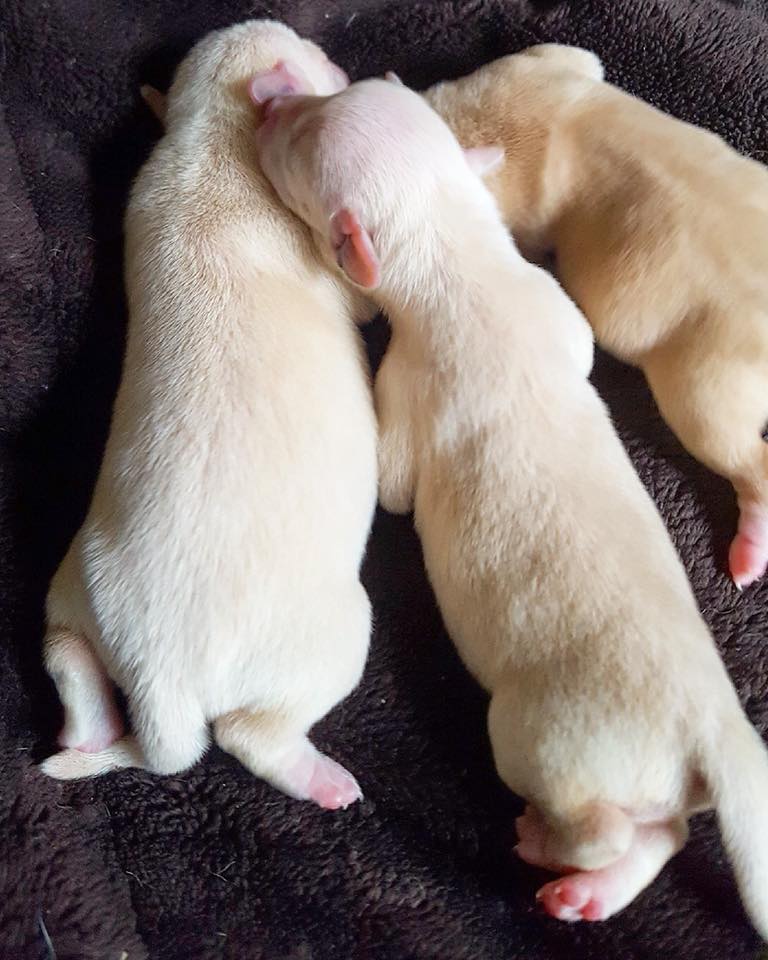Photo inspiration: Picture Idea: Hill Urgent Foster Needed For Mom And 3 Puppies Autumn