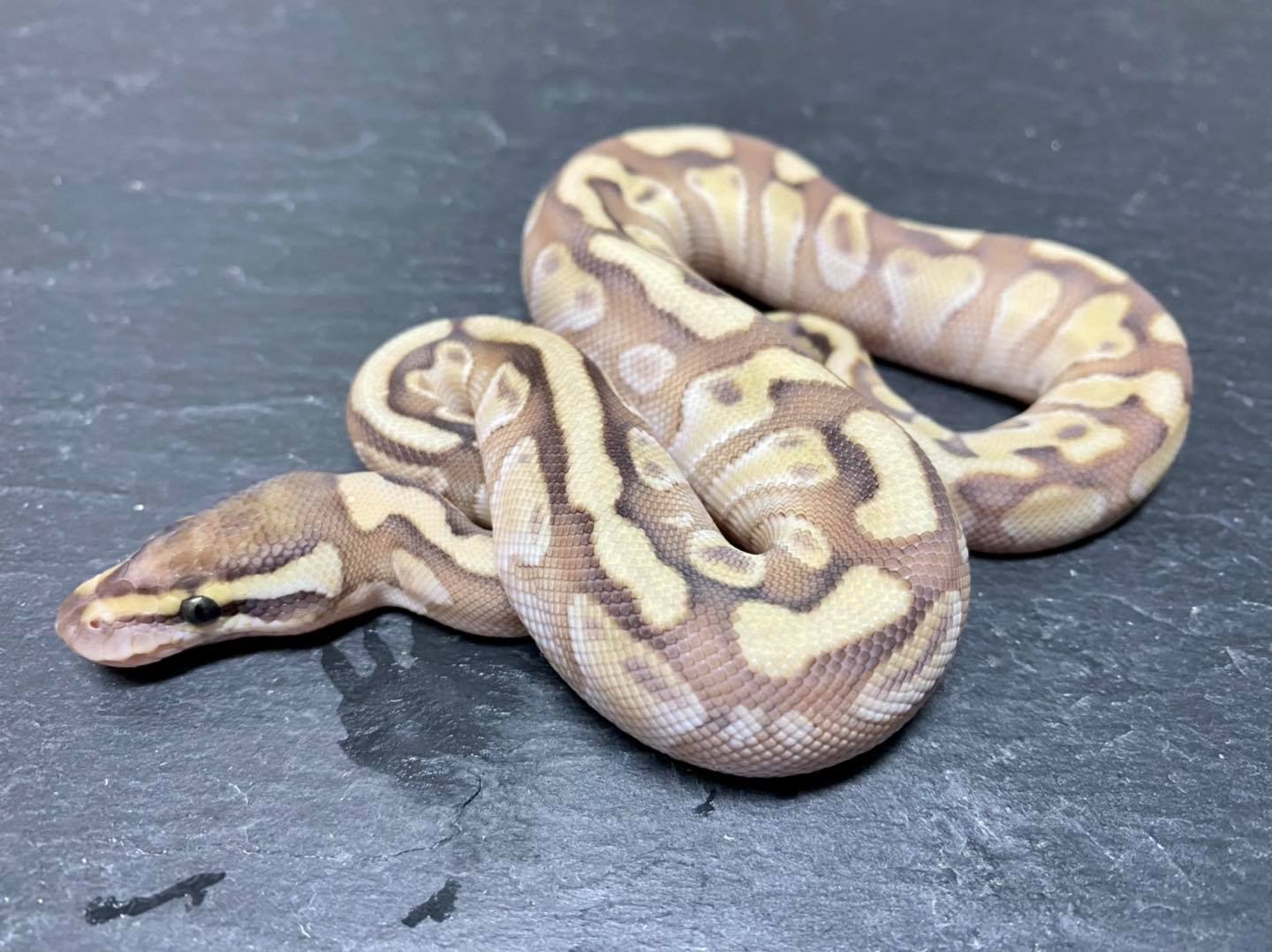 Snakes by DC - The first Hatchlings from mating TSK...