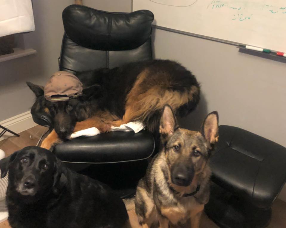 Pampered pupz - 🐶🐶 the office dogs are slacking today 😂...