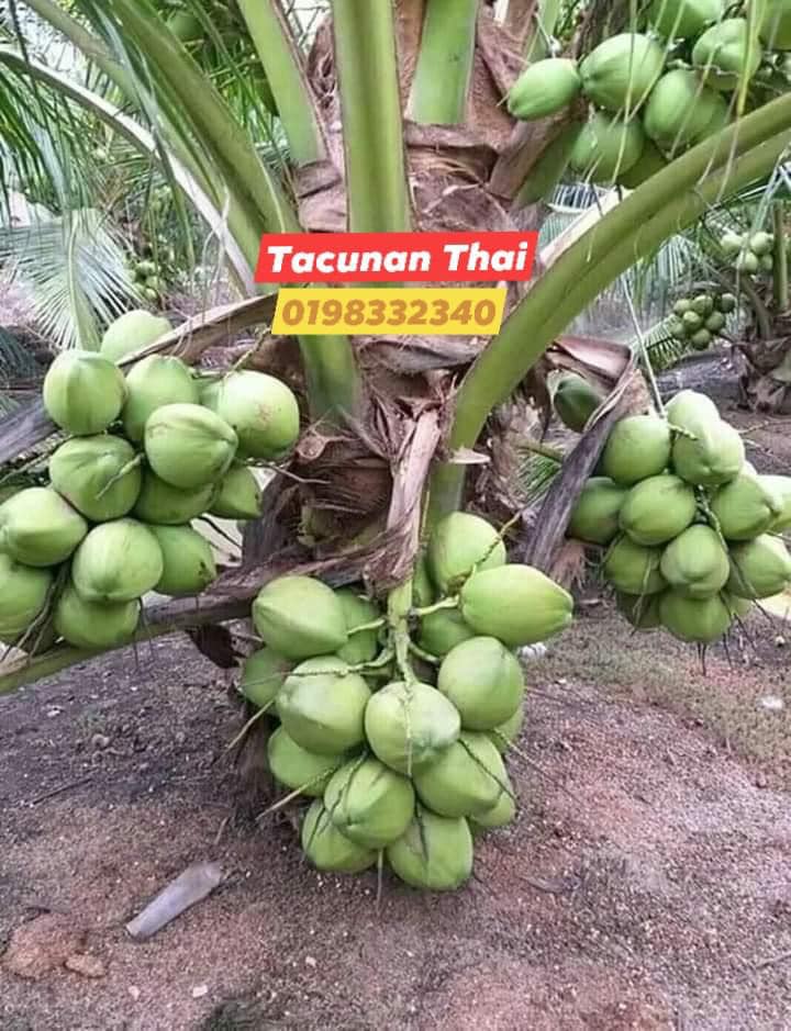 Pokok Kelapa Tacunan Home Facebook