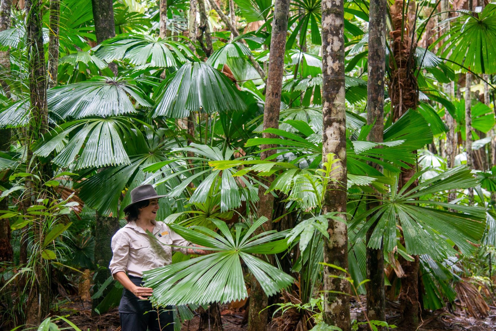Save the Daintree Rainforest - A significant forest of Fan Palm ...