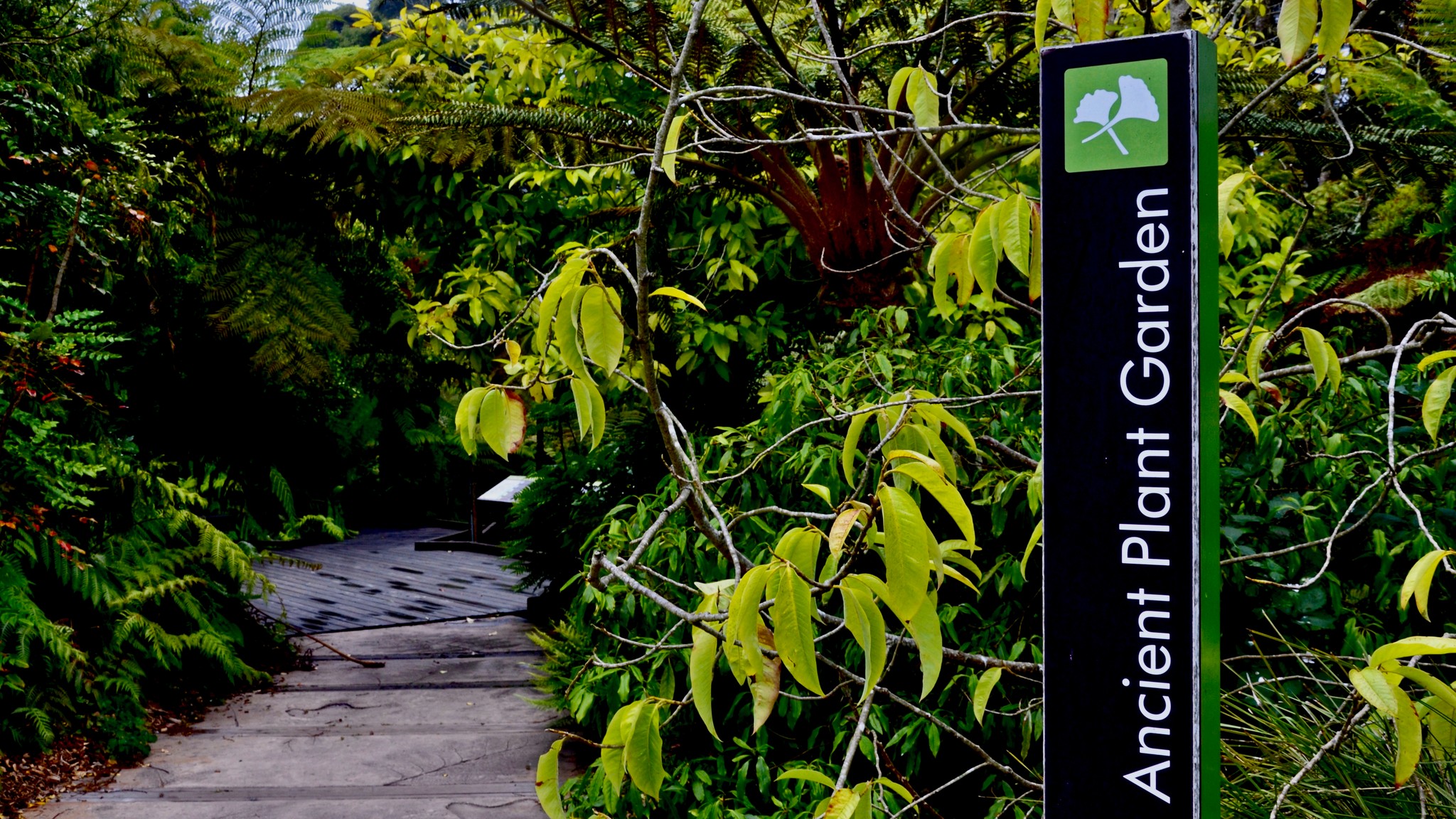 Exploring the ancient plant garden at Golden Gate Park