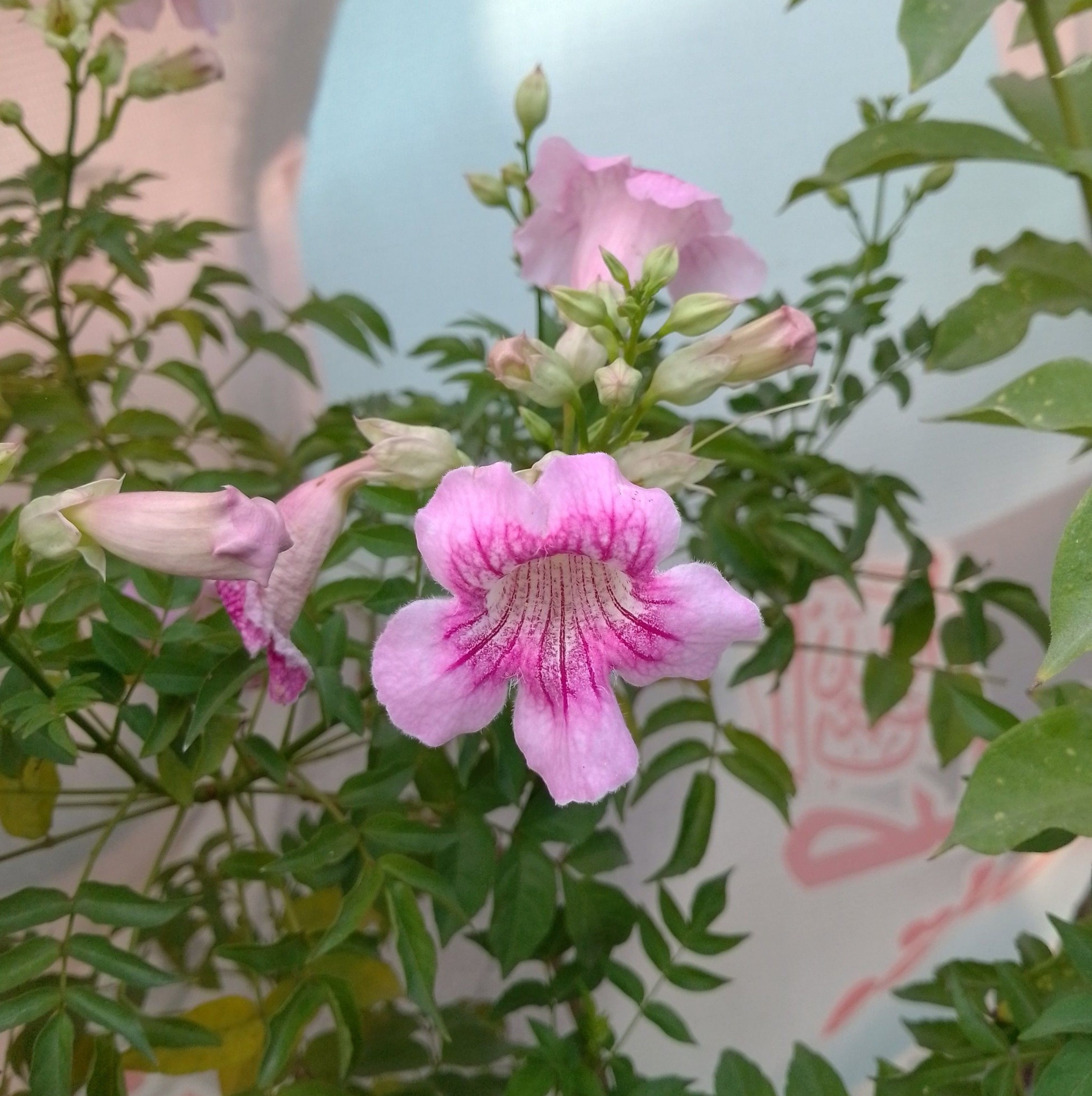 Non Stop Gardening | Assalamualaikum good morning | Facebook