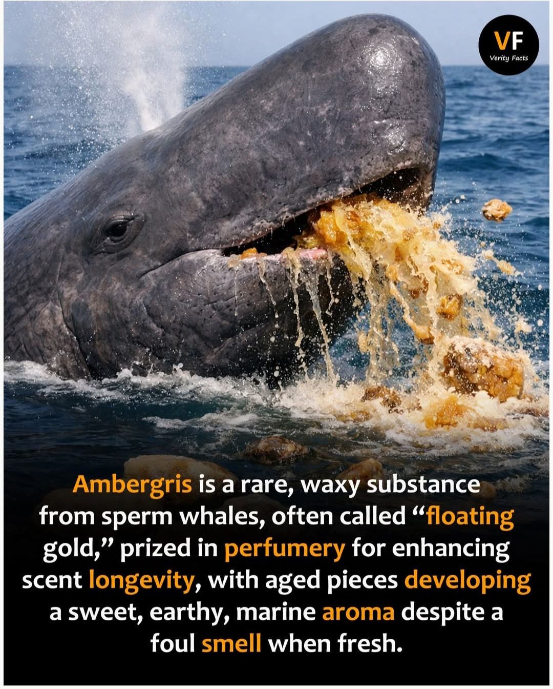 ambergris cigarettes 8 Gruesome Facts About Electronic Cigarettes, E- Cigs, and E-Liquids for Vaping Buy raw incense stick from China. 🐋🐋Ambergris is a rare, waxy