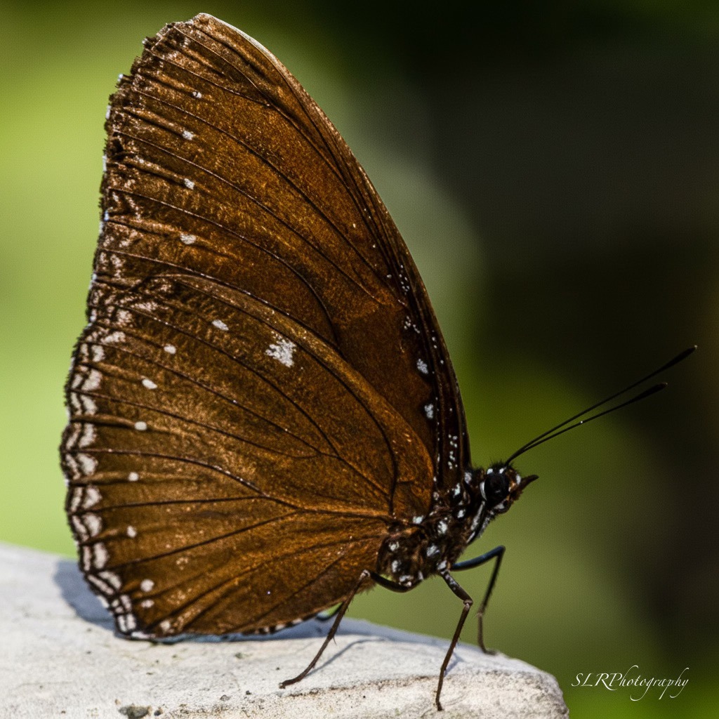 The beauty of a brown butterfly in a peaceful garden