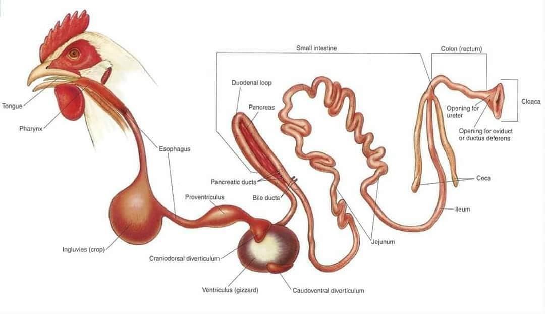 Anatomía del ciego en aves de corral