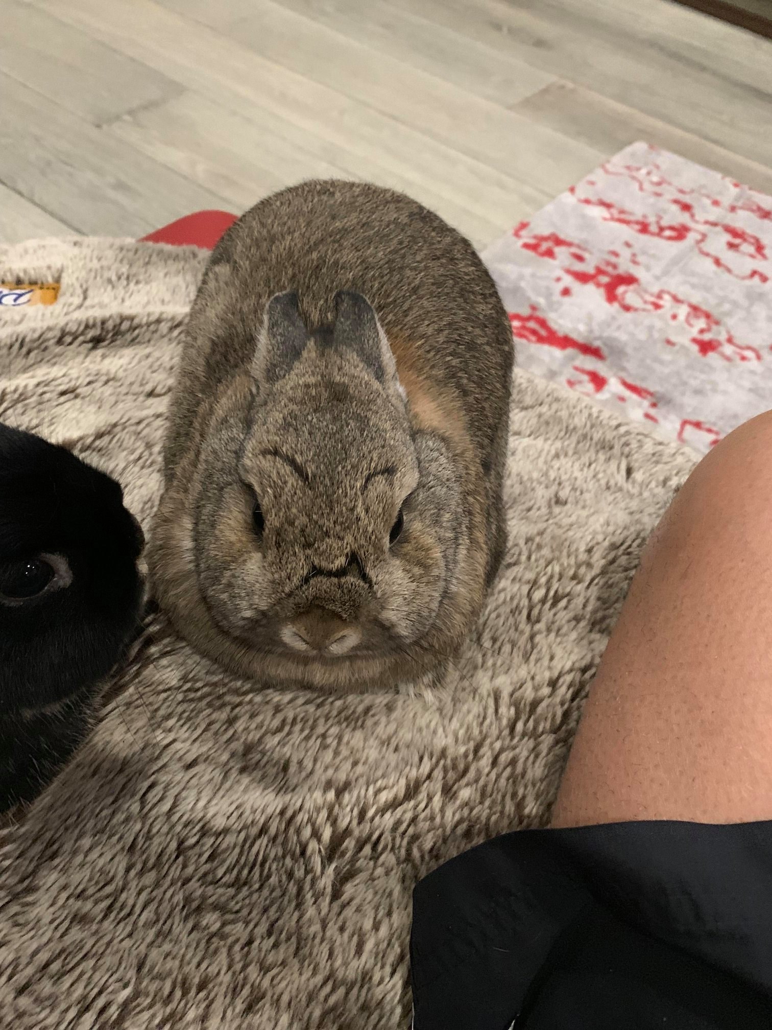 Rabbit Addicts