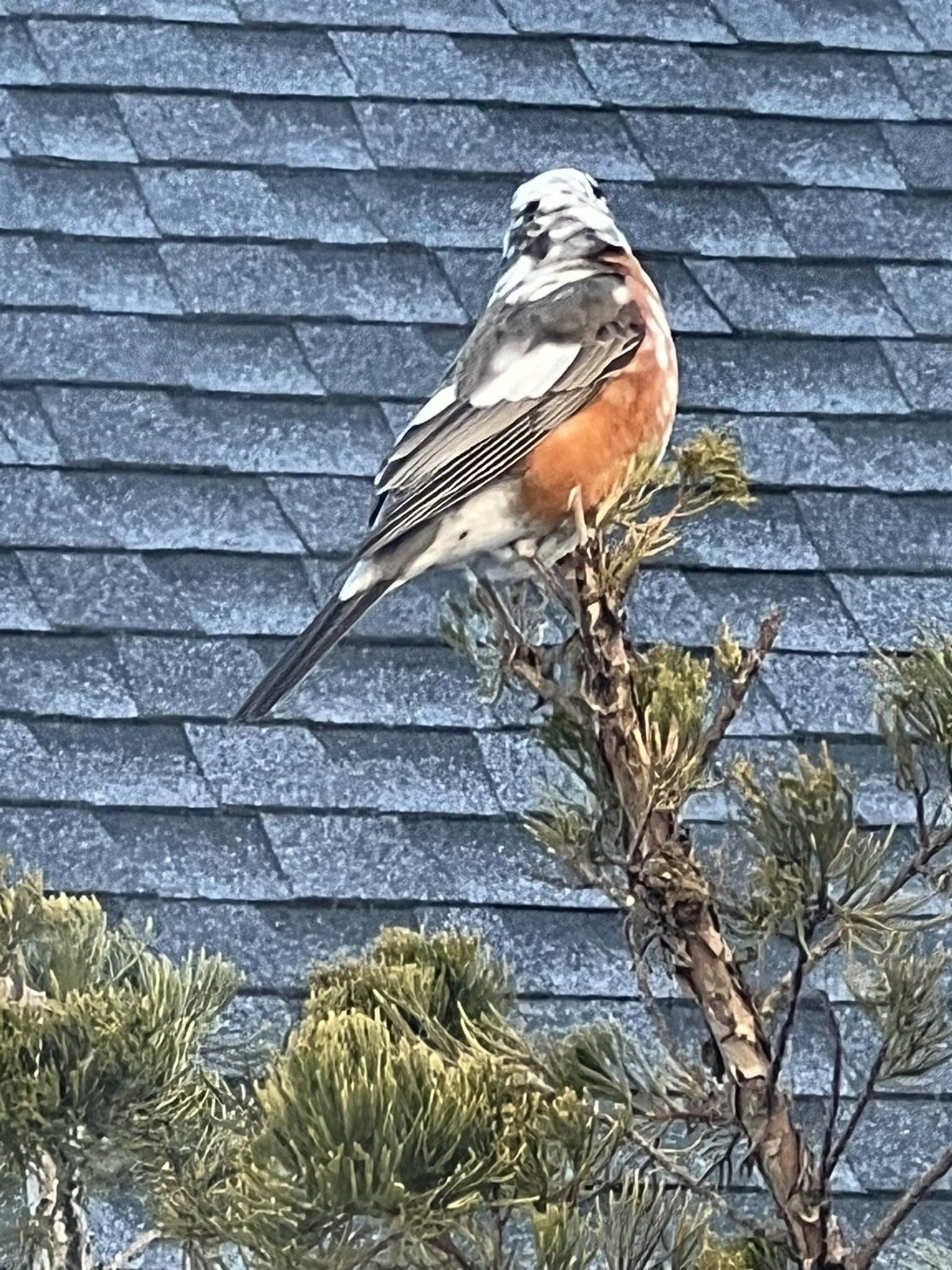 Never saw a robin with these markings
