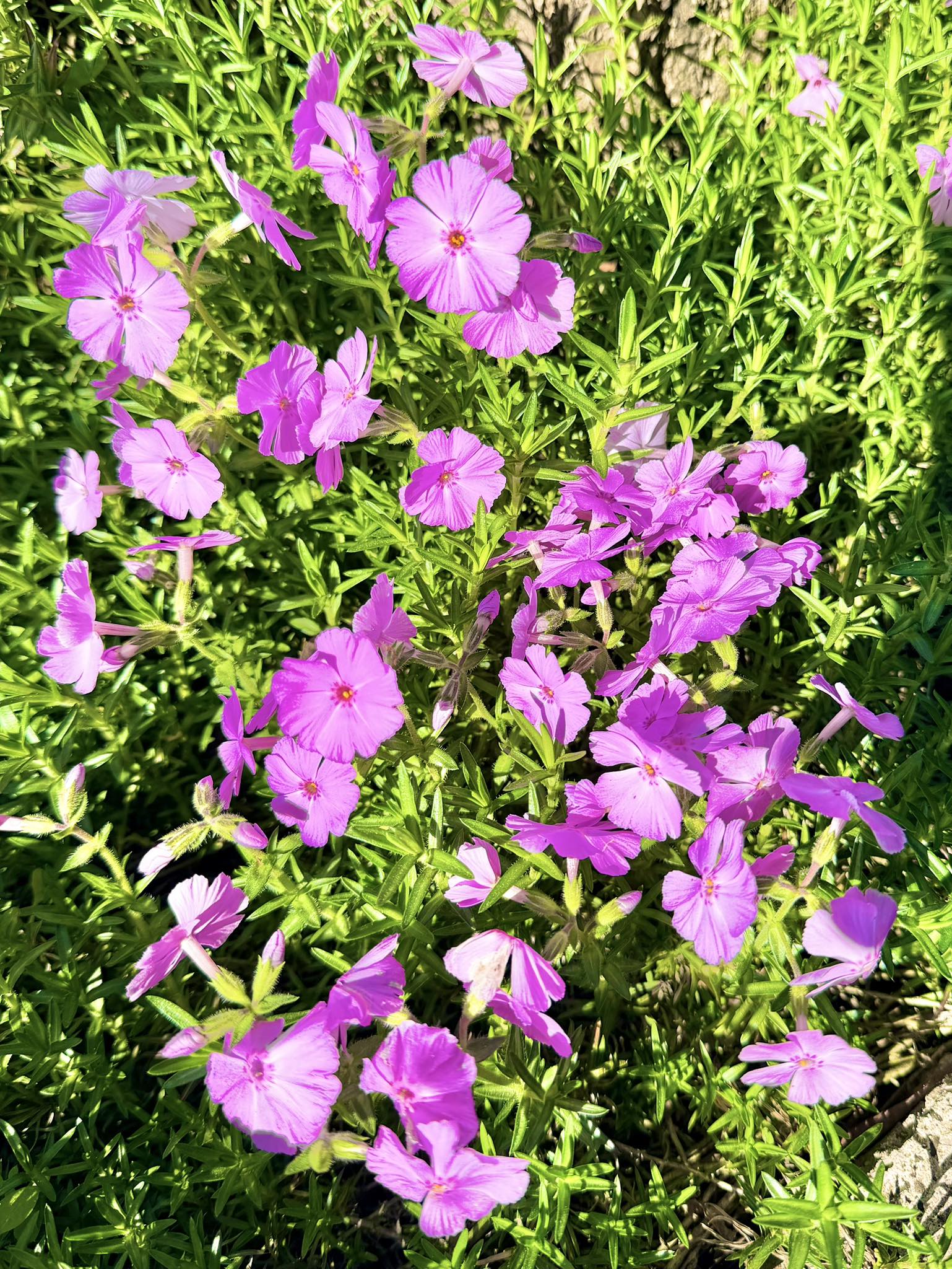 Creeping phlox invasion in Japan pear farm