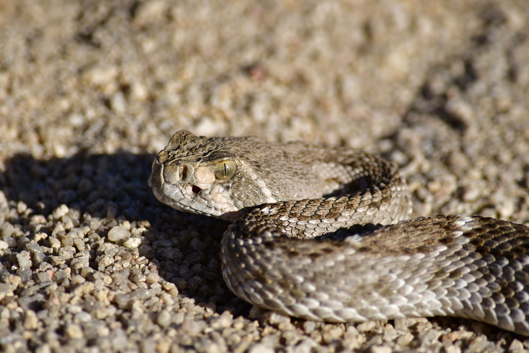 Encountering a diamondback rattlesnake on a dirt road