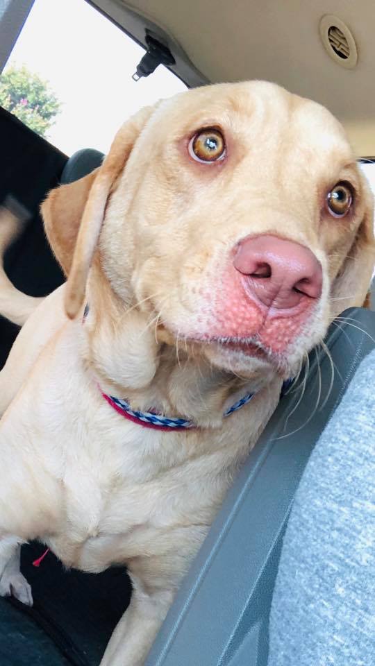 ️Labrador Friends!! ️ This is... - Heartland Lab Rescue