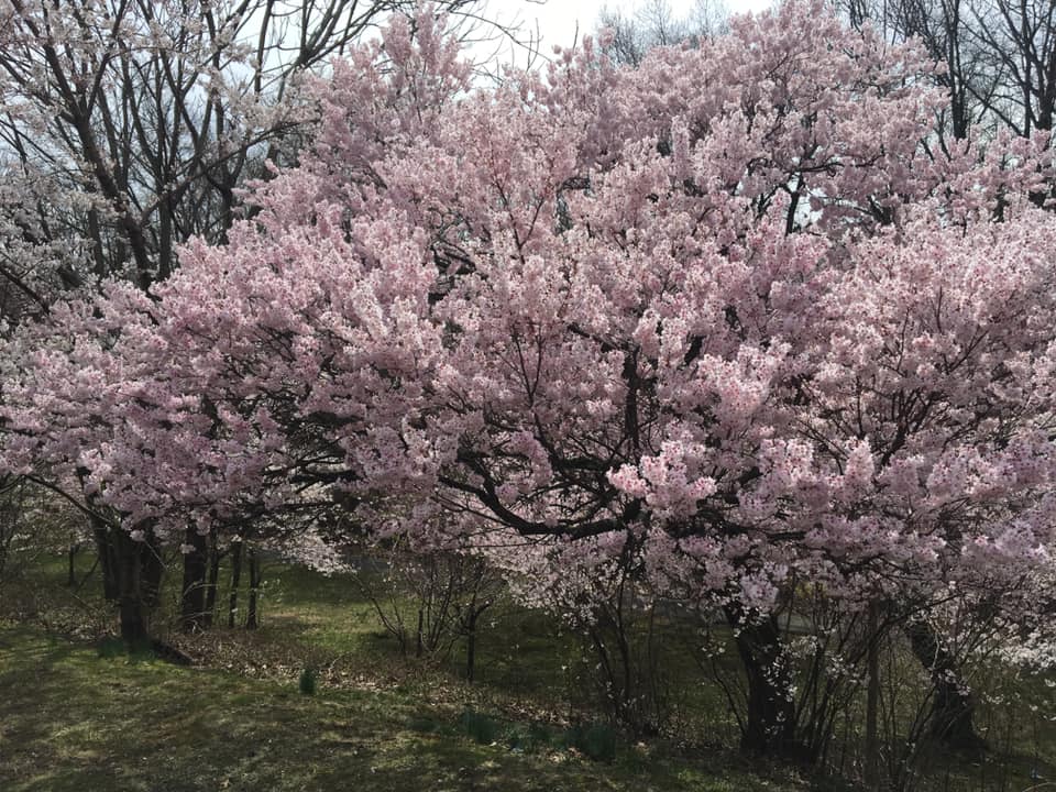 2 different types of cherry blossoms, just pretty!!!
