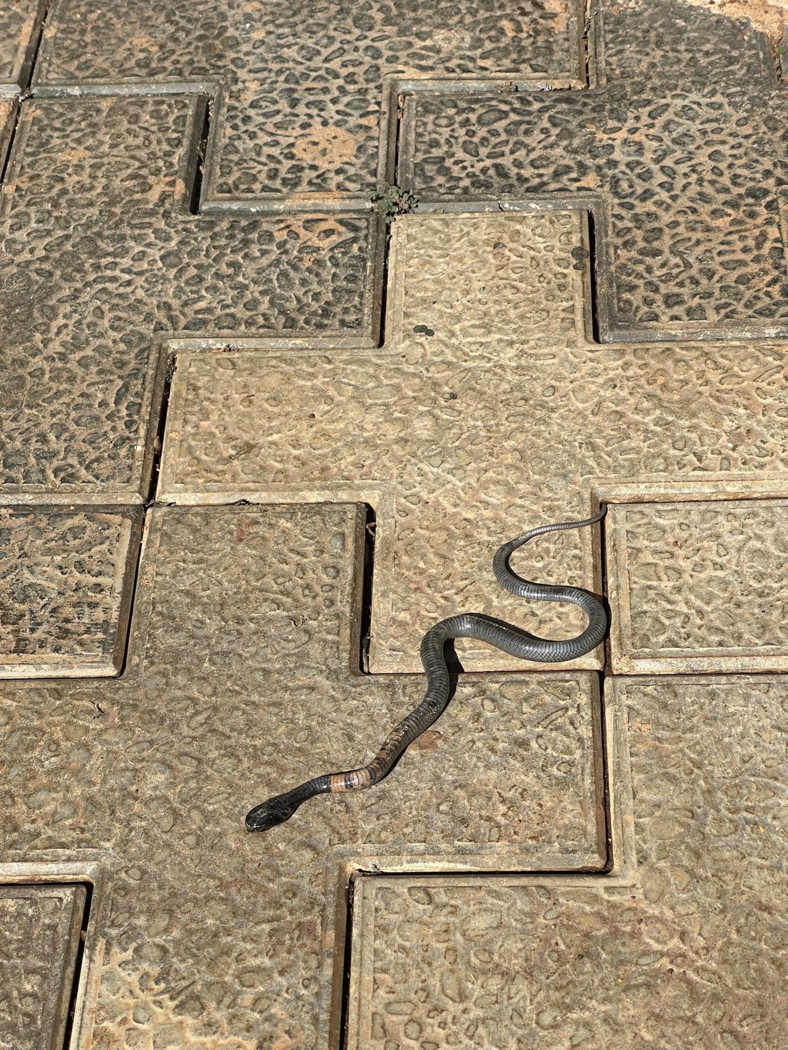 East African Snakes, other Reptiles, & Amphibians | Sorry for the dead ...