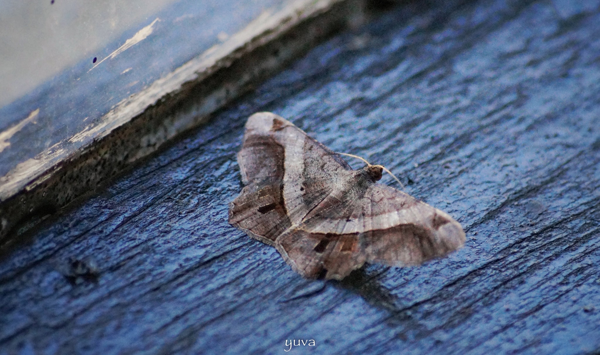 Clicks & Colours | Flying insect #moths #flyinginsect #cutelittlethings ...