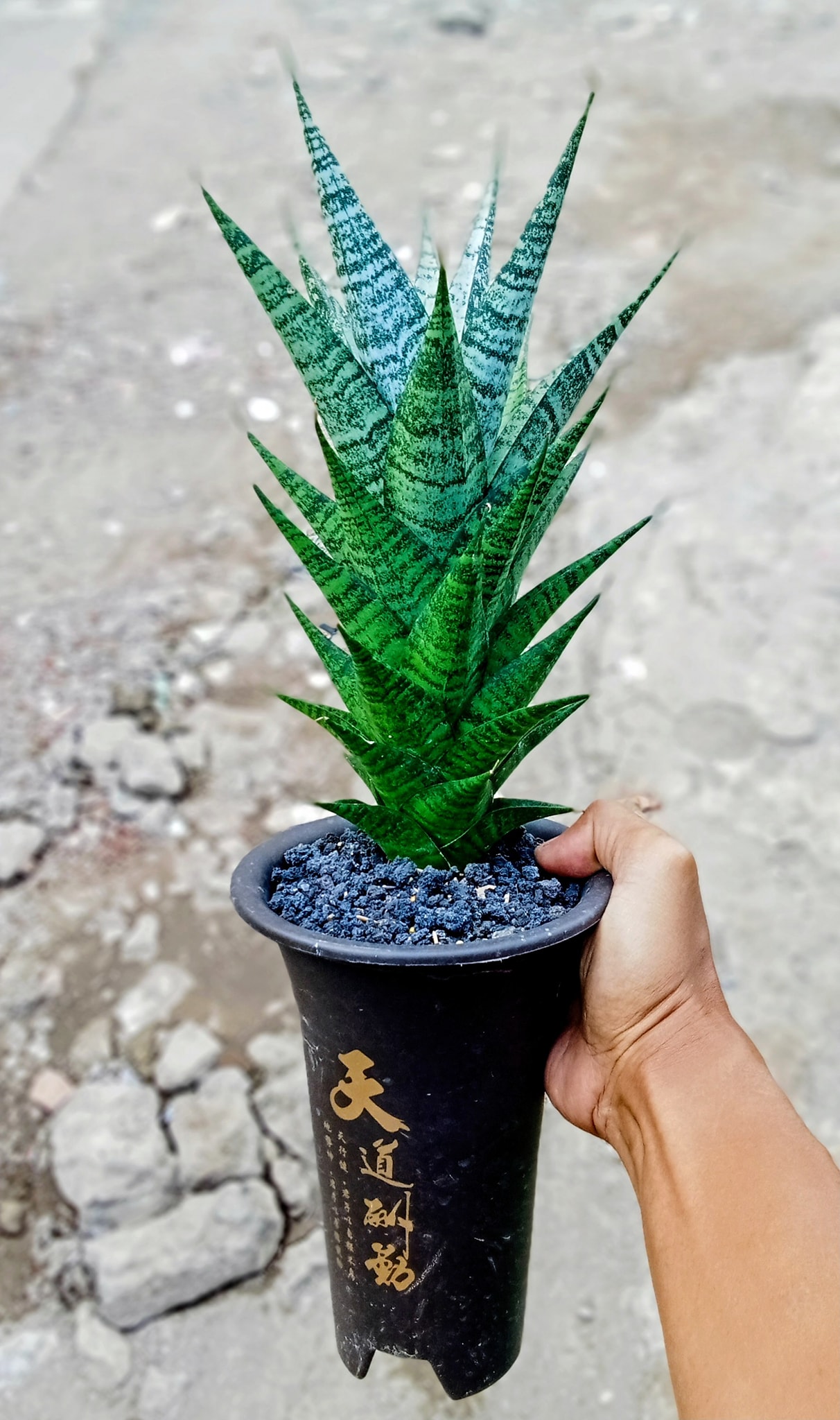 Z*n様 サンスベリア Sansevieria Manny Pacquiao​ Z*n様 サンスベリア Sansevieria Manny Pacquiao​
