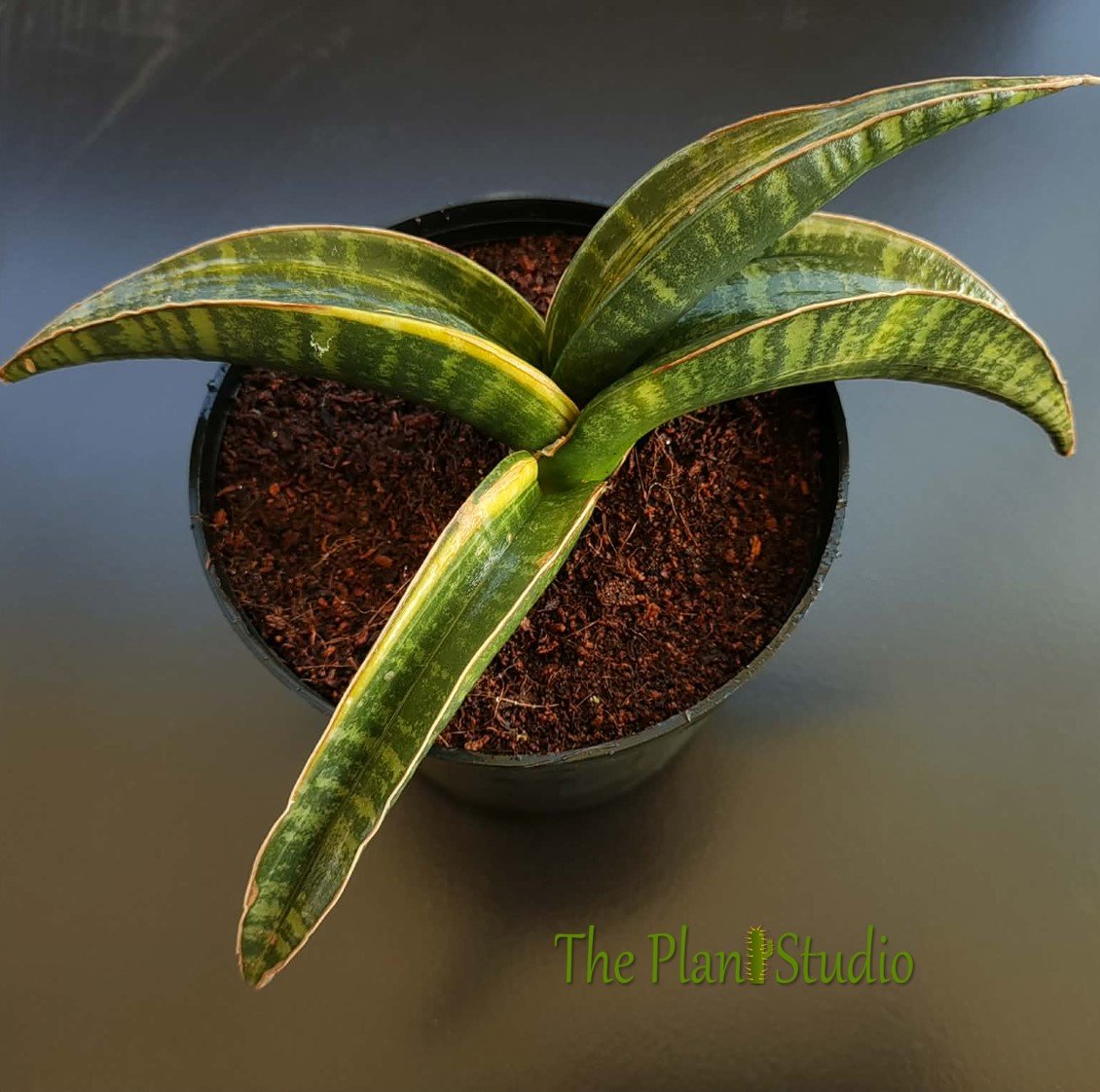 Sansevieria fischeri variegated - All pictures are of the actual