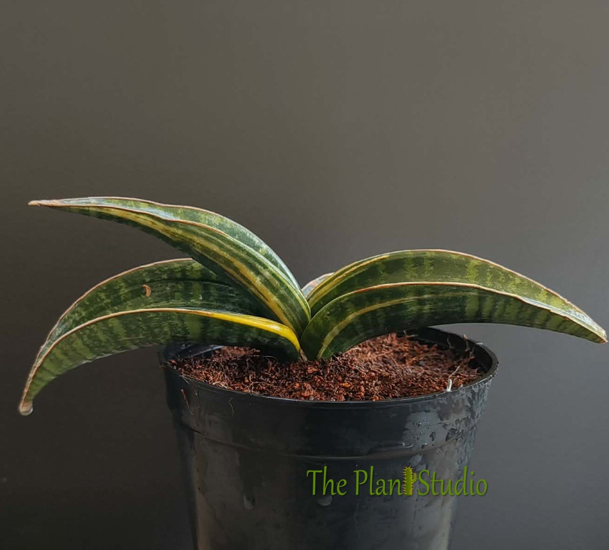 サンスベリア Sansevieria fischeri variegated Sansevieria fischeri variegated - All pictures are of the actual