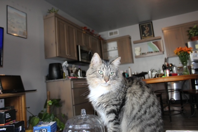 Lost mixed Maine Coon cat near Idaho Falls High School