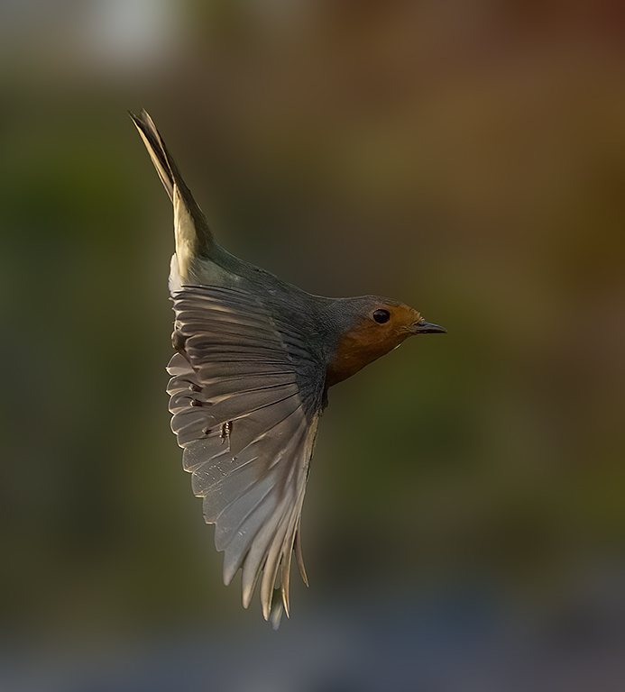 Nordiske Naturfotografer | Rødstrupa i dag | Facebook