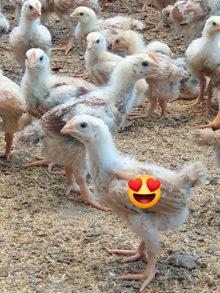 Pembekal Anak Ayam Kampung Kacuk Dan Makanan Ayam Home Facebook