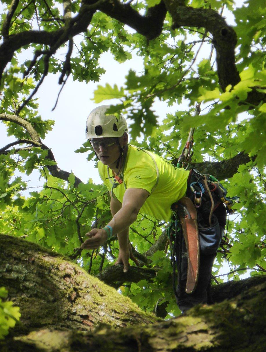 The 2020 Dutch... - UK & Ireland Tree Climbing Competitions | Facebook