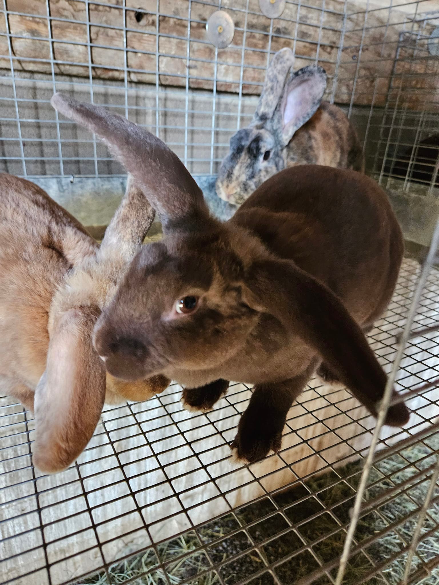 Big Buckin' Bunz Rabbitry | Colorado Springs CO