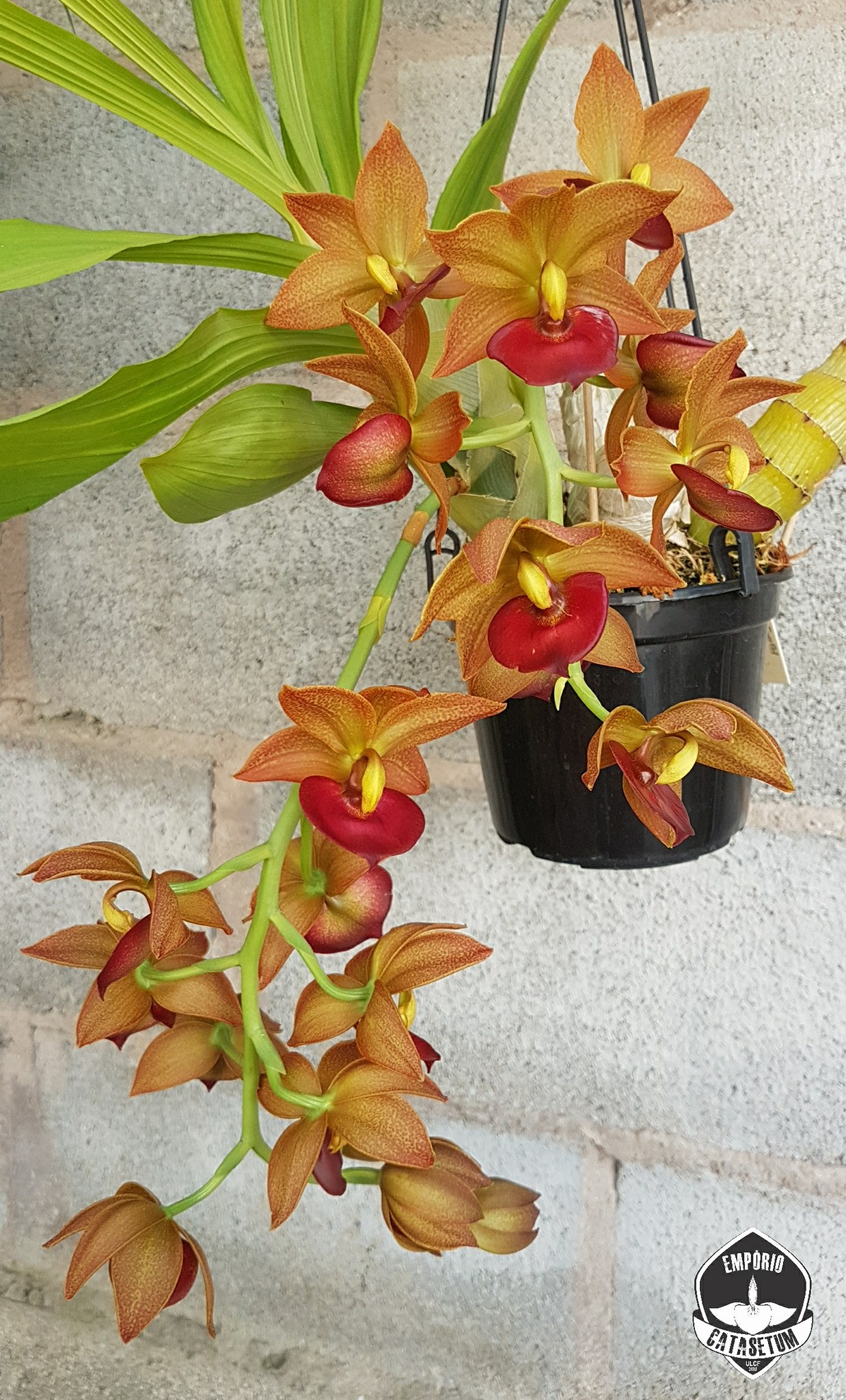 Cycnodes Taiwan Gold - Orange
