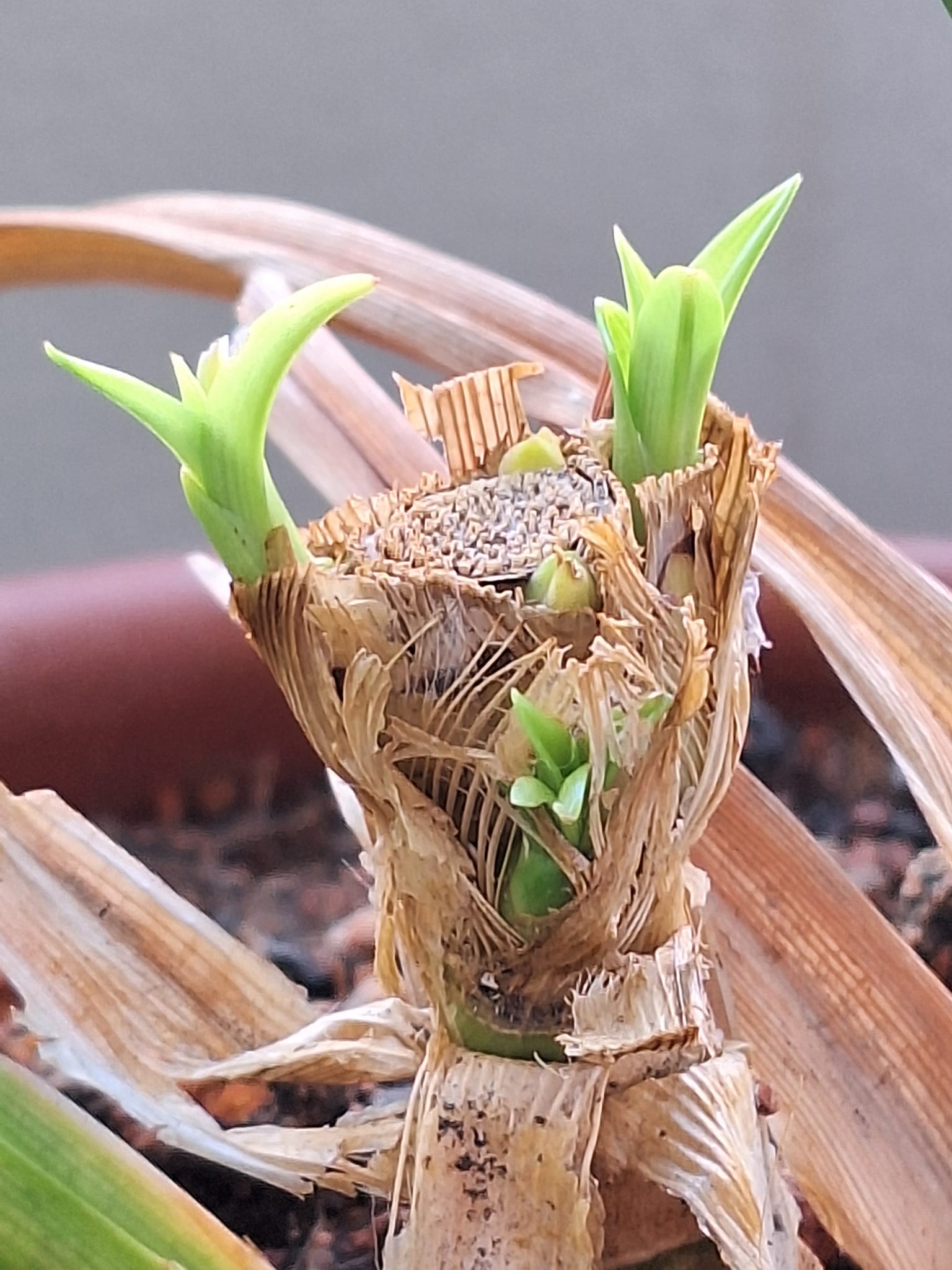 Growing Pandan Indoors