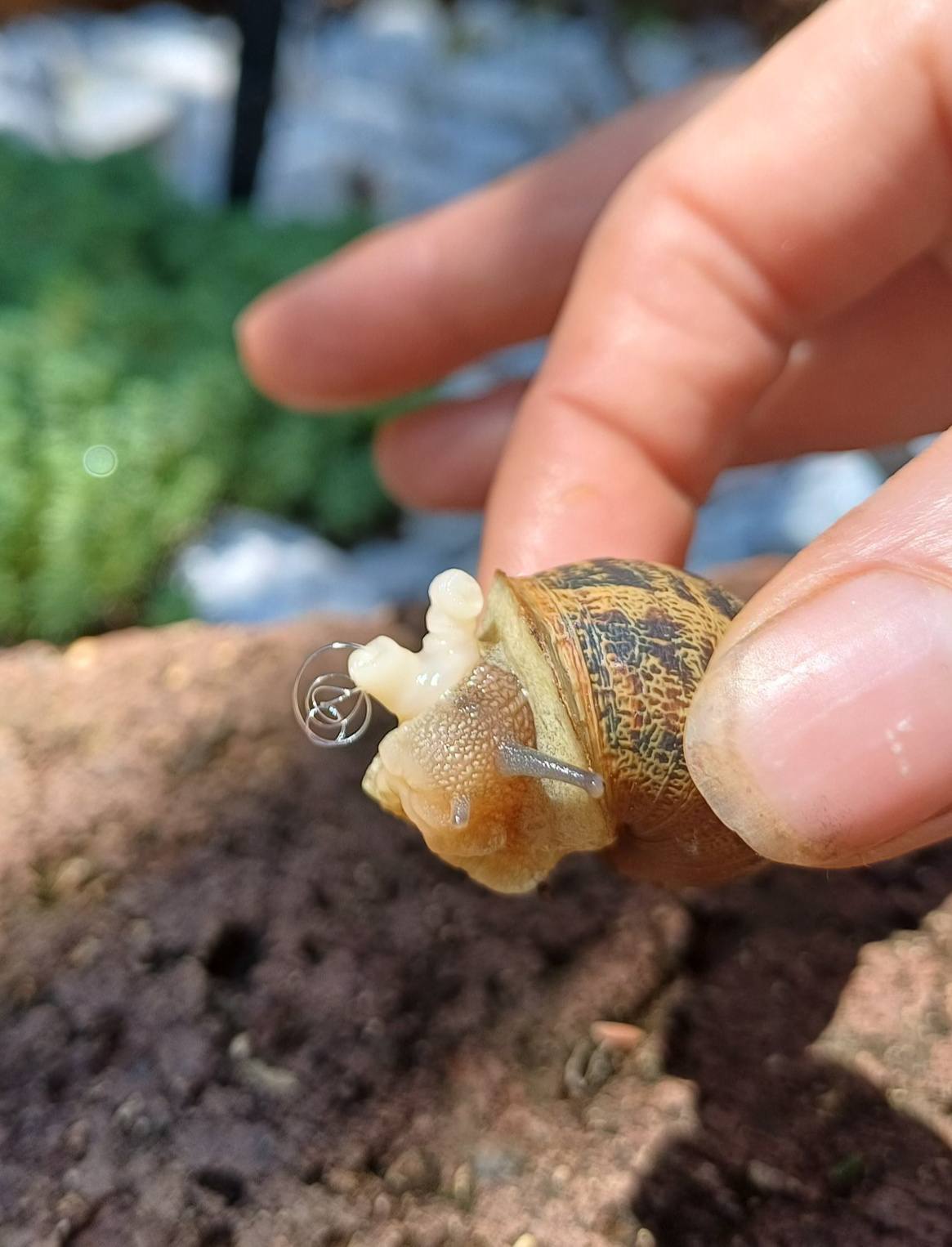 It's the first Julodis viridipes beetle posted to iNaturalist, and