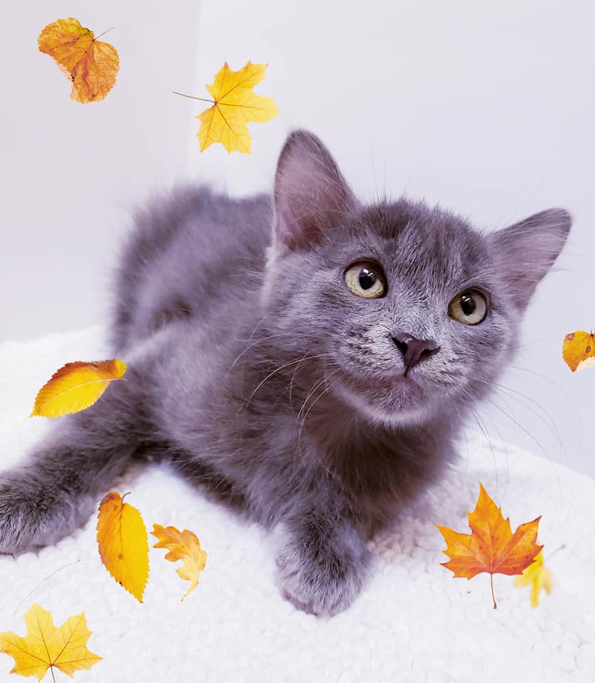 Adopt Ranger, a 10-week-old sassy kitten