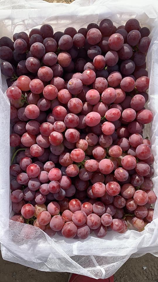 Wuguofeng Fruits Co.,LTD.