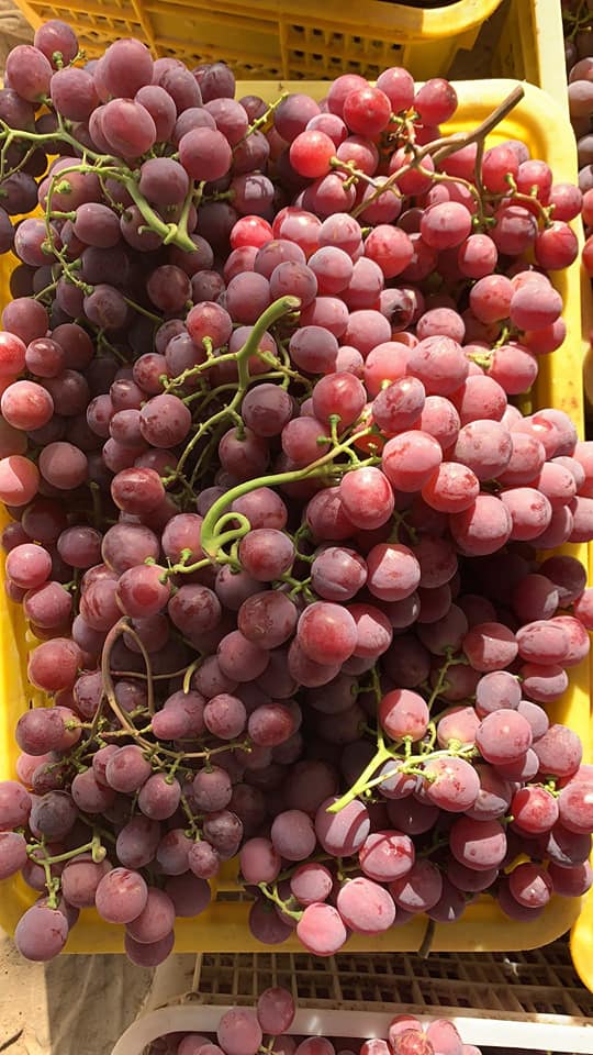 Wuguofeng Fruits Co.,LTD.