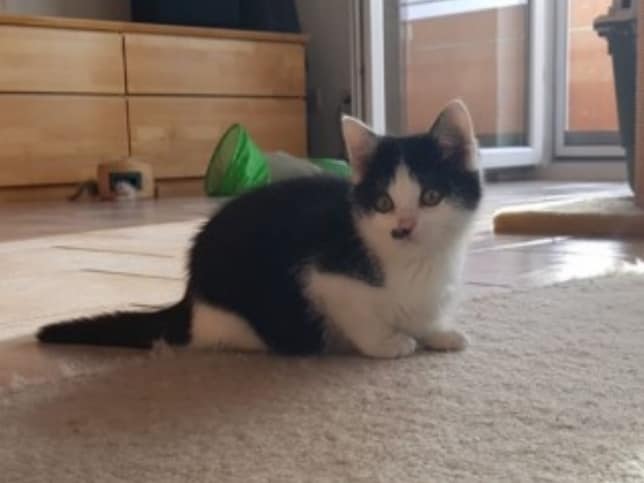 Katzenhilfe Ulmneu Ulm Umgebung Ev Posts Facebook