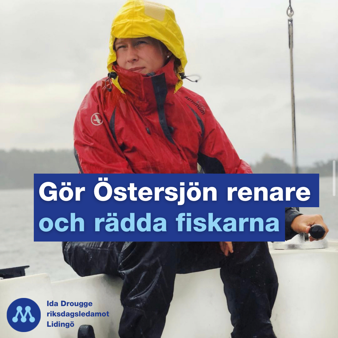 Ida - MIDSOMMAR UTAN SVENSK SILL? Sillen och strömmingen håller på att ...