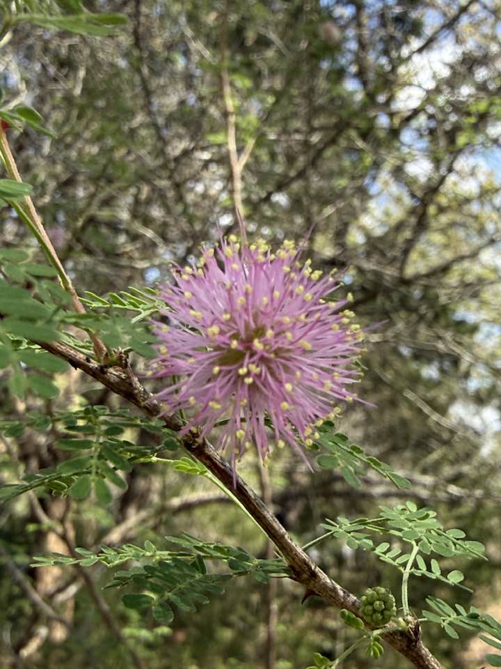 Are white flowering mimosas native to Austin, TX?