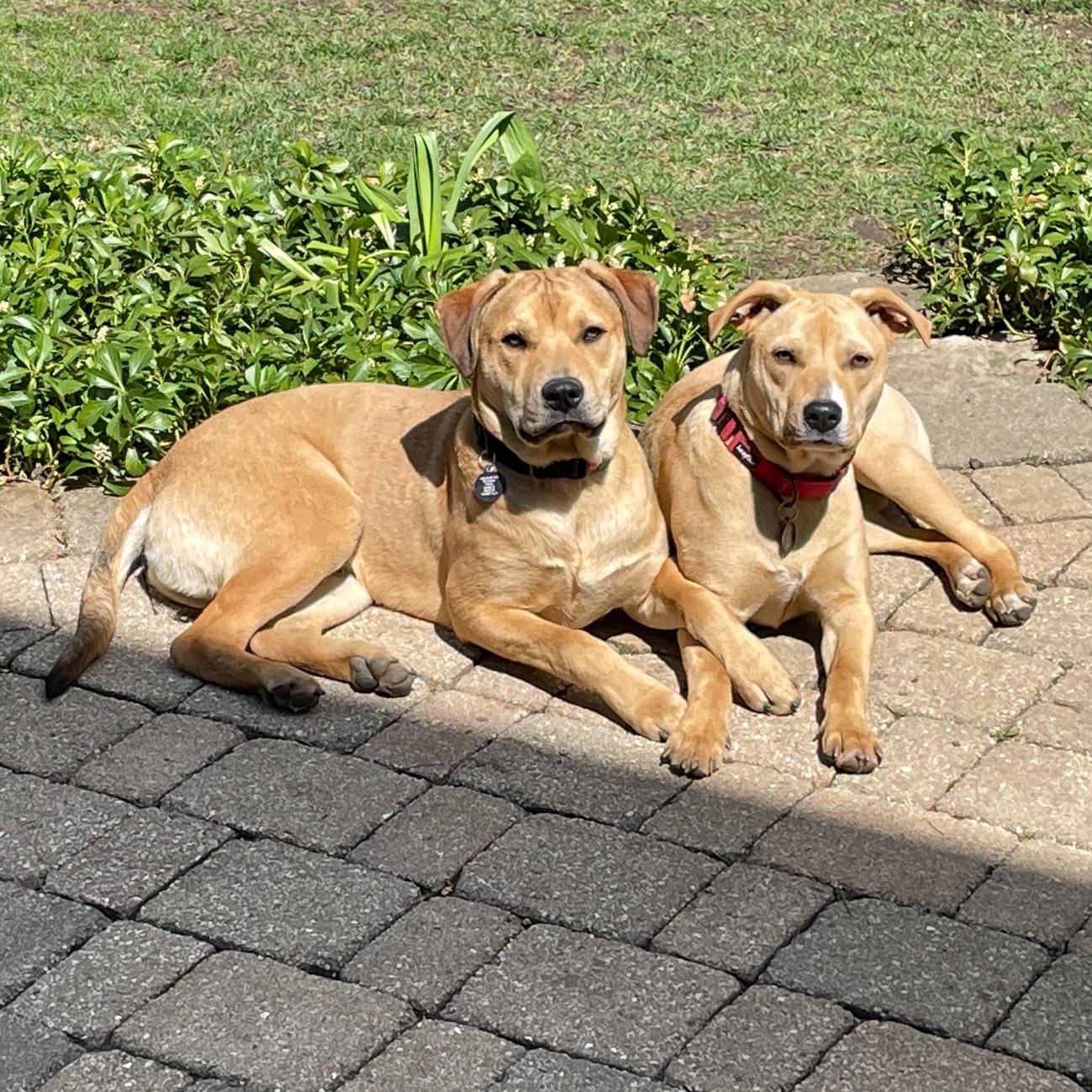Meet Dixie and... - Project Hope Animal Rescue Foundation