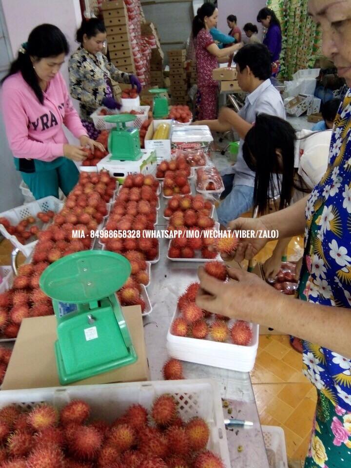 Vietnam Fresh Fruit & Vegetable Exporter | Ho Chi Minh City