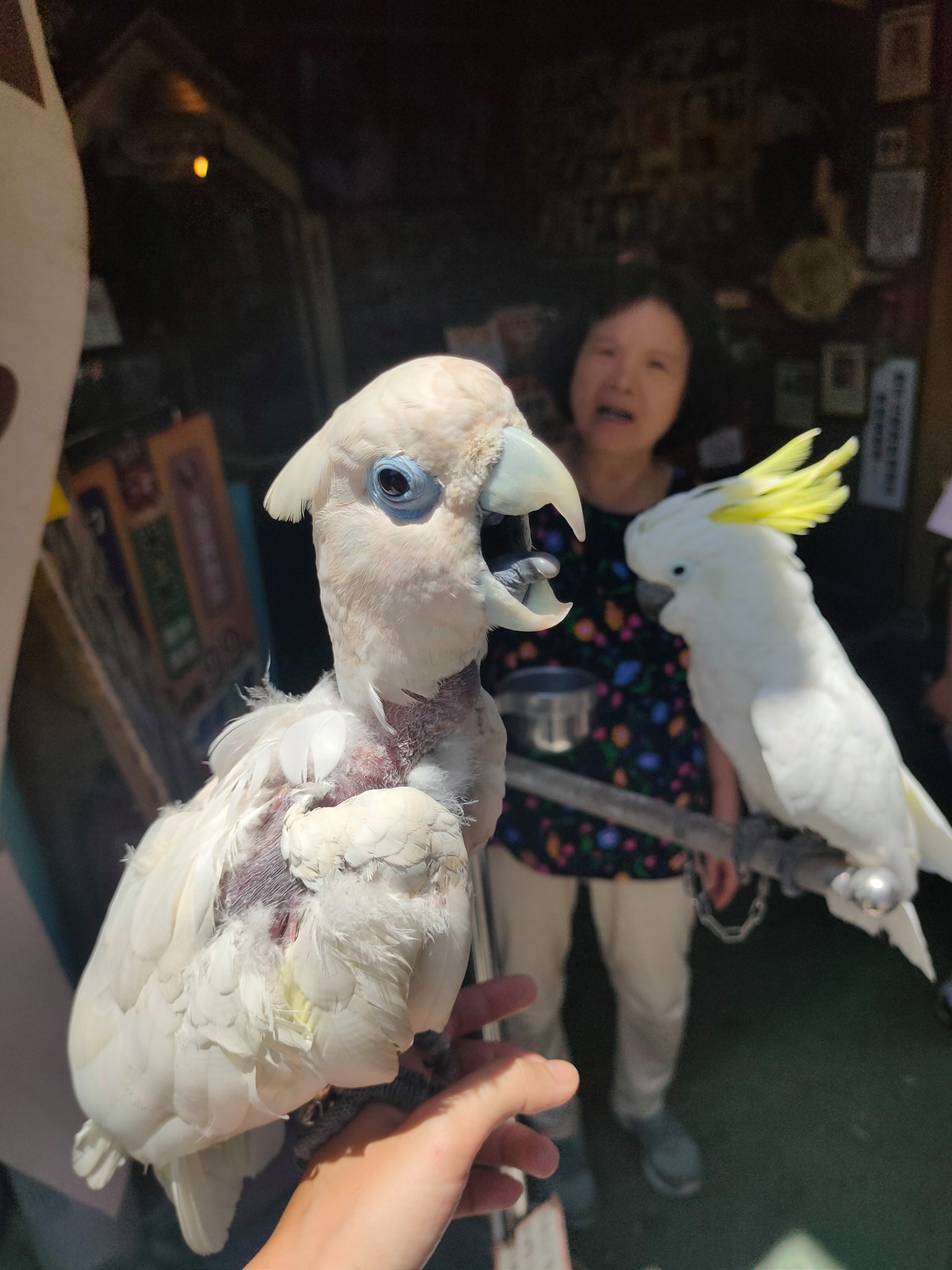 Lulu動物園的鏟屎日記 這舌頭 好像蛇 杜柯波氏鳳頭鸚鵡 杜波小颯 無毛雞 脫光還是熱 咬毛治療中