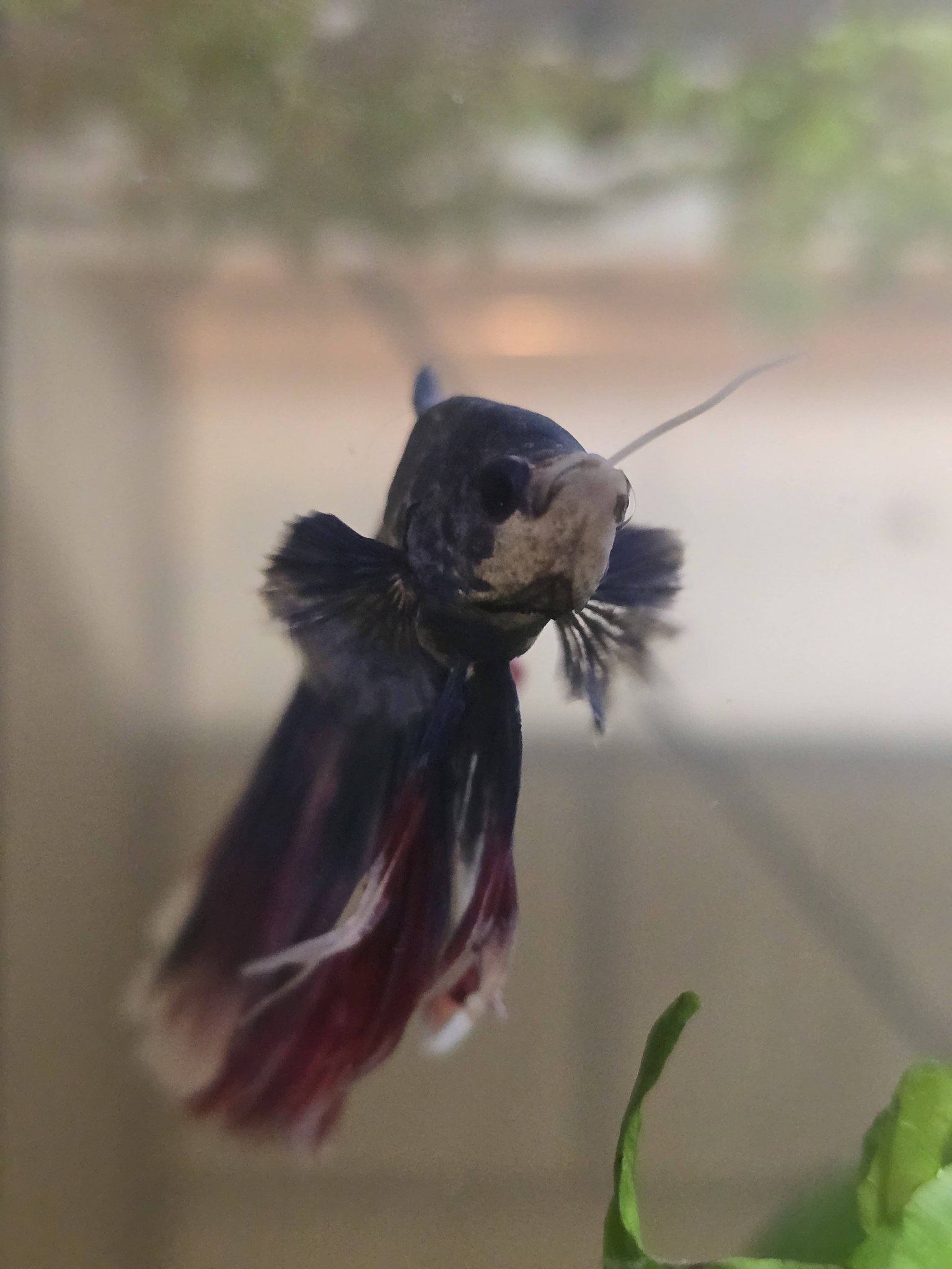 Fresh Water & aquarium fish | So. Today I found the betta eating what ...