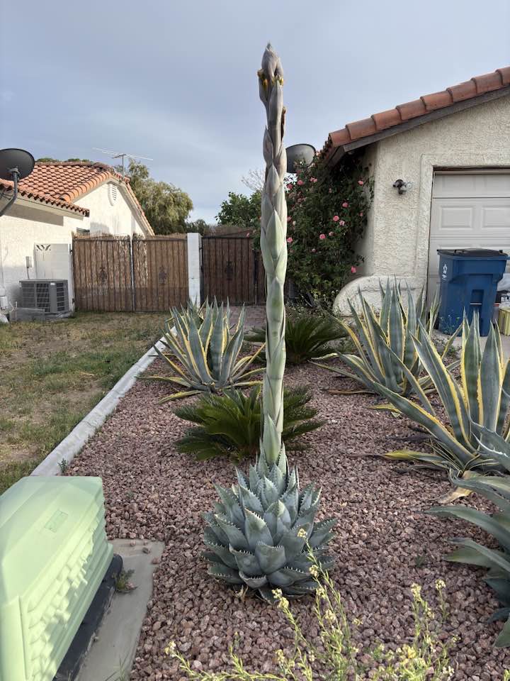 Agave plant flowering in Las Vegas garden
